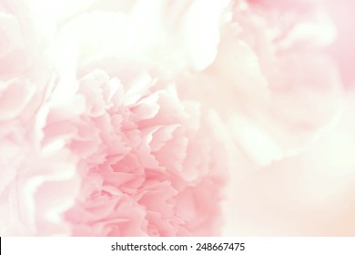 flower on soft pastel color - Shutterstock ID 248667475