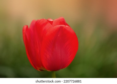 A flower on a sunny day. One red tulip macro on a background of green grass. - Shutterstock ID 2207726881