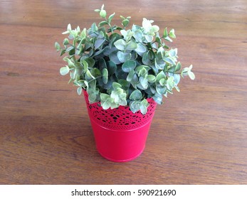 Flower on a table