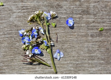 flower on the table