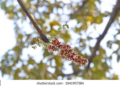 Flower On Tree Terculia Foetida Common Stock Photo Edit Now