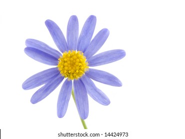 Purple Flower With Yellow Center High Res Stock Images Shutterstock