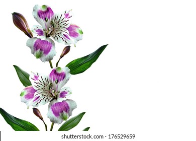 Flower On A White Background