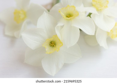 Flower On White Background Isolated, White Daffodil, Narcissus Flowers , Macro