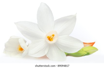 Flower on White Background Isolated, Daffodil - Powered by Shutterstock