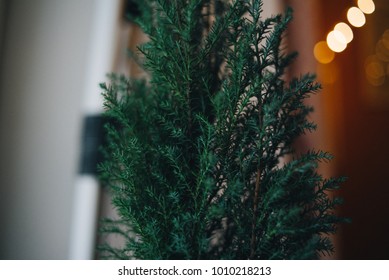 Flower on window