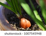 flower onion and root