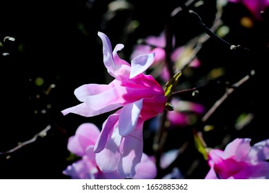 Flower Opening Up, Bright Against A Dark Back Drop