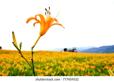 Flower - Orange Daylily