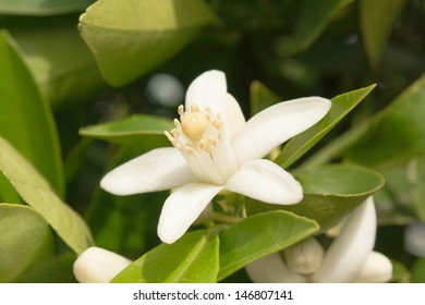 Flower Of An Orange Tree Among Leaves. Close Up. 