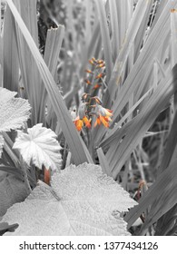 Flower orange withe and Black 
