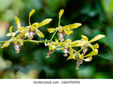 937 School Orchids Images, Stock Photos & Vectors | Shutterstock