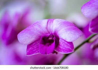 Flower – Orchid Flora Display. 