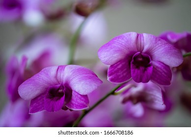 Flower – Orchid Flora Display. 