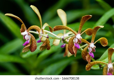 Flower – Orchid Flora Display. Ridleyara Fascad Orchid Flower in a blur background. Aranda Eileen Addison × Trichoglottis fasciata
