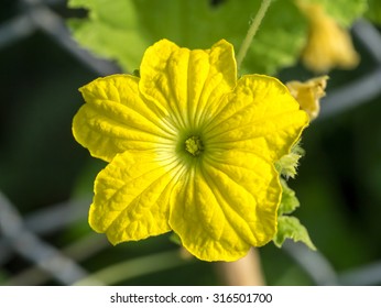 Melon Flower High Res Stock Images Shutterstock