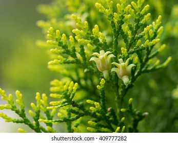 Flower Of Chinese Arborvitae Hd Stock Images Shutterstock