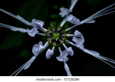 Pokok Misai Kucing High Res Stock Images Shutterstock