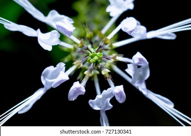 Flower Orthosiphon Stamineus Benth Bunga Pokok Stock Photo (Edit 