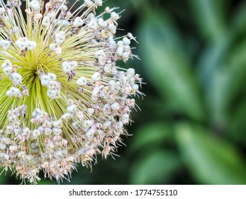 Flower Out In Lenox, Massachusetts.