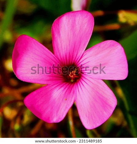       flower of oxalis with a pattern of torke    