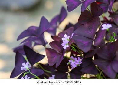 1,304 Oxalis triangularis Images, Stock Photos & Vectors | Shutterstock