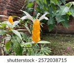 Flower Pachystachys lutea Nees 1847, known in its place of origin by the common name of golden corn or shrimp. Acanthaceae family . It looks like a bird raising its wings for a flight.