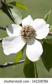 Flower Of Pacific Dogwood