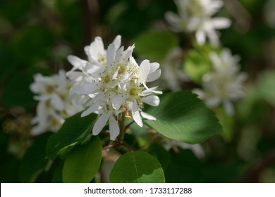 Flower Of A Pacific Serviceberry Bush, Amelanchier Alnifolia.