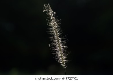 flower in pack
