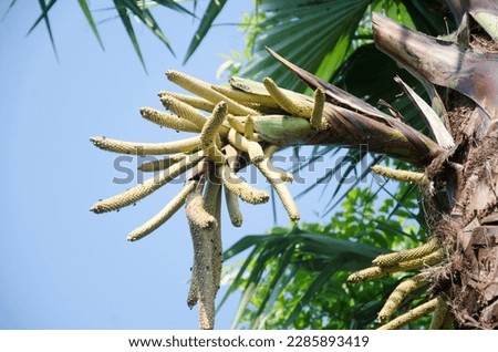 Flower of palmyra palm its really sweet so lots of insect covering it and taking out honey from it.