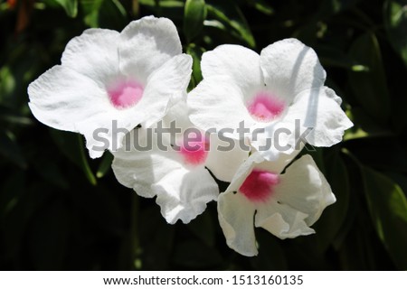 Flower of Pandorea jasminoides, the bower of beauty, bower vine or bower plant