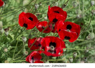 Flower Of Papaver Commutatum, Ladybird