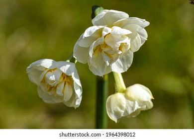 The Flower Paperwhite Or Narcissus Papyraceus 