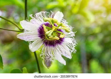 The flower of Passiflora edulis Sims and have another name is Passion Fruit, Jamaica honey-suckle, Yellow granadilla