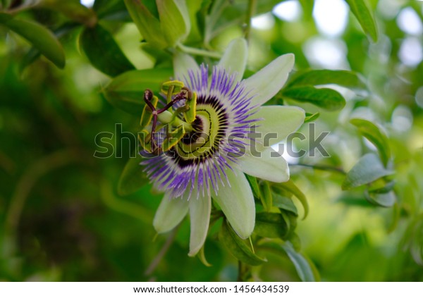 Flower of passiflora, known also as the passion\
flowers or passion vines