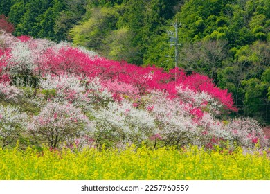 A flower peach paradise in Achi Village, Nagano - Shutterstock ID 2257960559