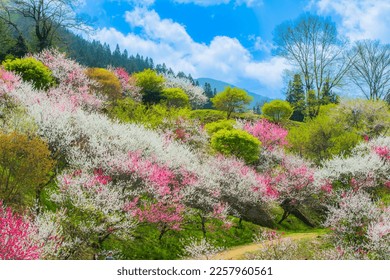 A flower peach paradise in Achi Village, Nagano - Shutterstock ID 2257960561