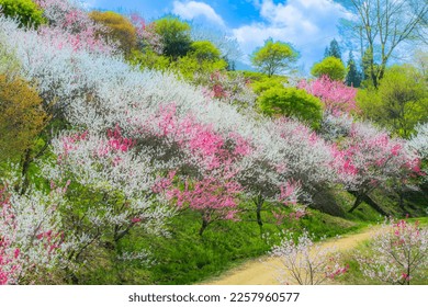 A flower peach paradise in Achi Village, Nagano - Shutterstock ID 2257960577