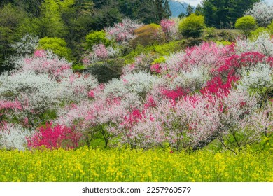 A flower peach paradise in Achi Village, Nagano - Shutterstock ID 2257960579