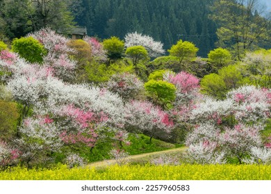 A flower peach paradise in Achi Village, Nagano - Shutterstock ID 2257960583