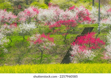 A flower peach paradise in Achi Village, Nagano - Shutterstock ID 2257960585