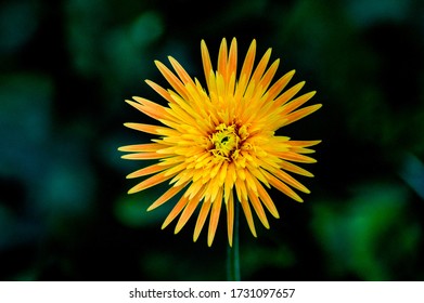 A Flower With Perfect Symmetry 