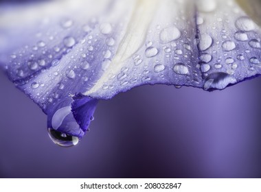 flower petal with drops - Powered by Shutterstock