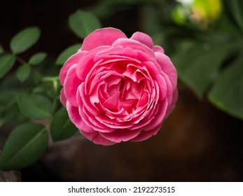 Flower, Petal, Rose, Tree, Leaf, Nature, Blossom, Plant, Summer, Blue, Bud, Green, Pink, Red, Sky, Day, Garden, Spring, Growth, No People, Purple, Photography, Close-up, Color Image, Fragility, Spring