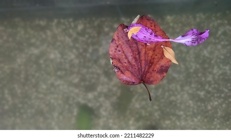 Flower Petals Floating On The Water 