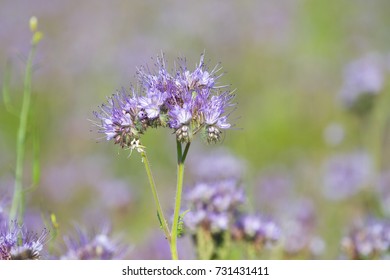 Flower of Phacelia Tanacetifolia - honey plant