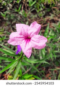 Fondo borroso Reullia rosa