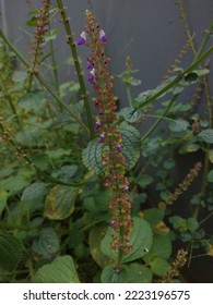 Flower Photo Of Salvia Divinorum

