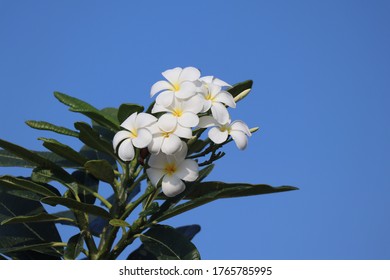 Flower Photography In Jeddah Waterfront